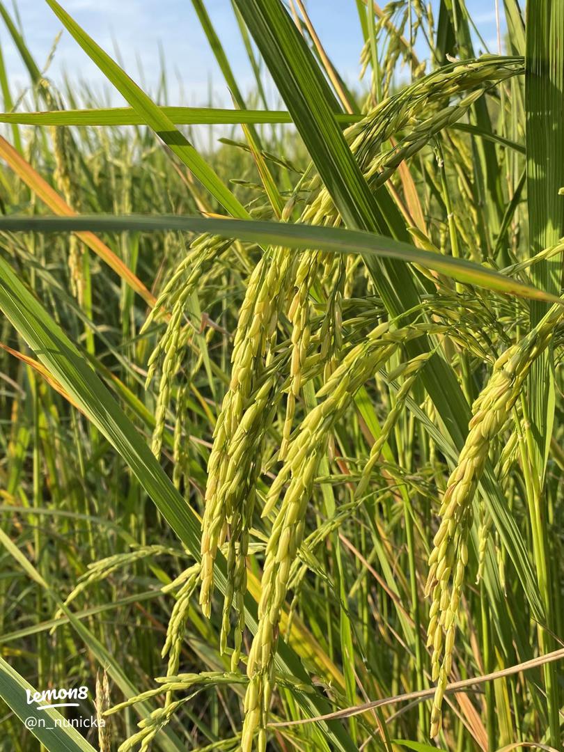 Golden rice growing in a Thai field